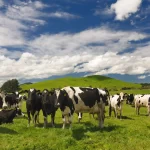 Növbəti Holstein cinsli inəklərin təhvili uğurla başa çatdı.